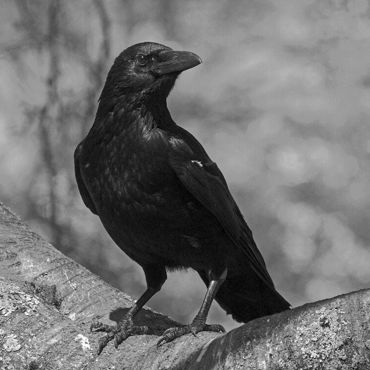 منى المالكي