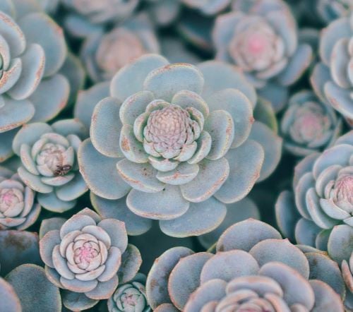 فيصل شراحيلي