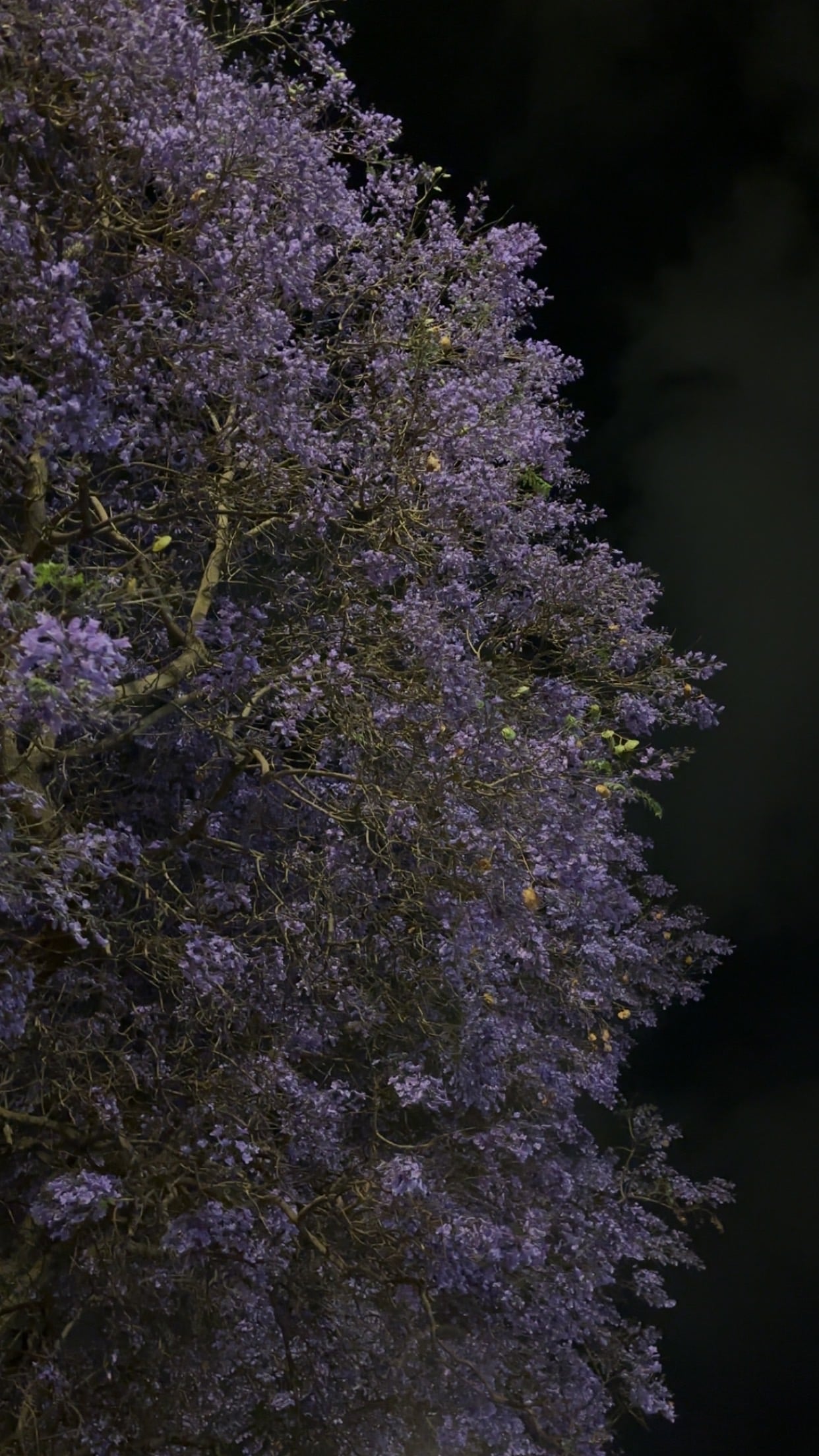 خالد العلياني