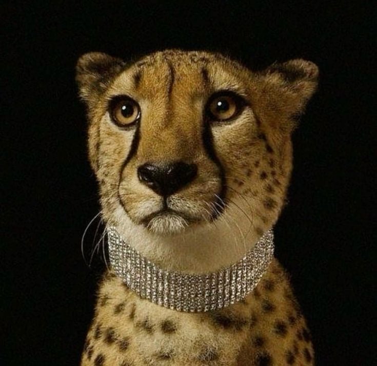 نفلاء القحطاني