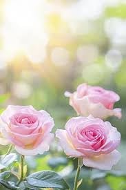 ايمان ال سنان