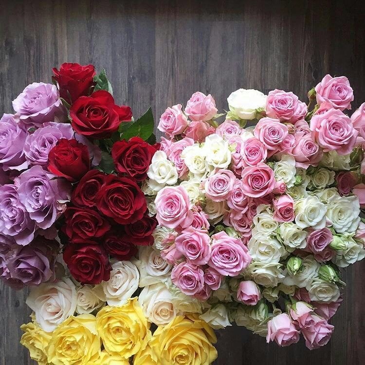 محمد الماضي