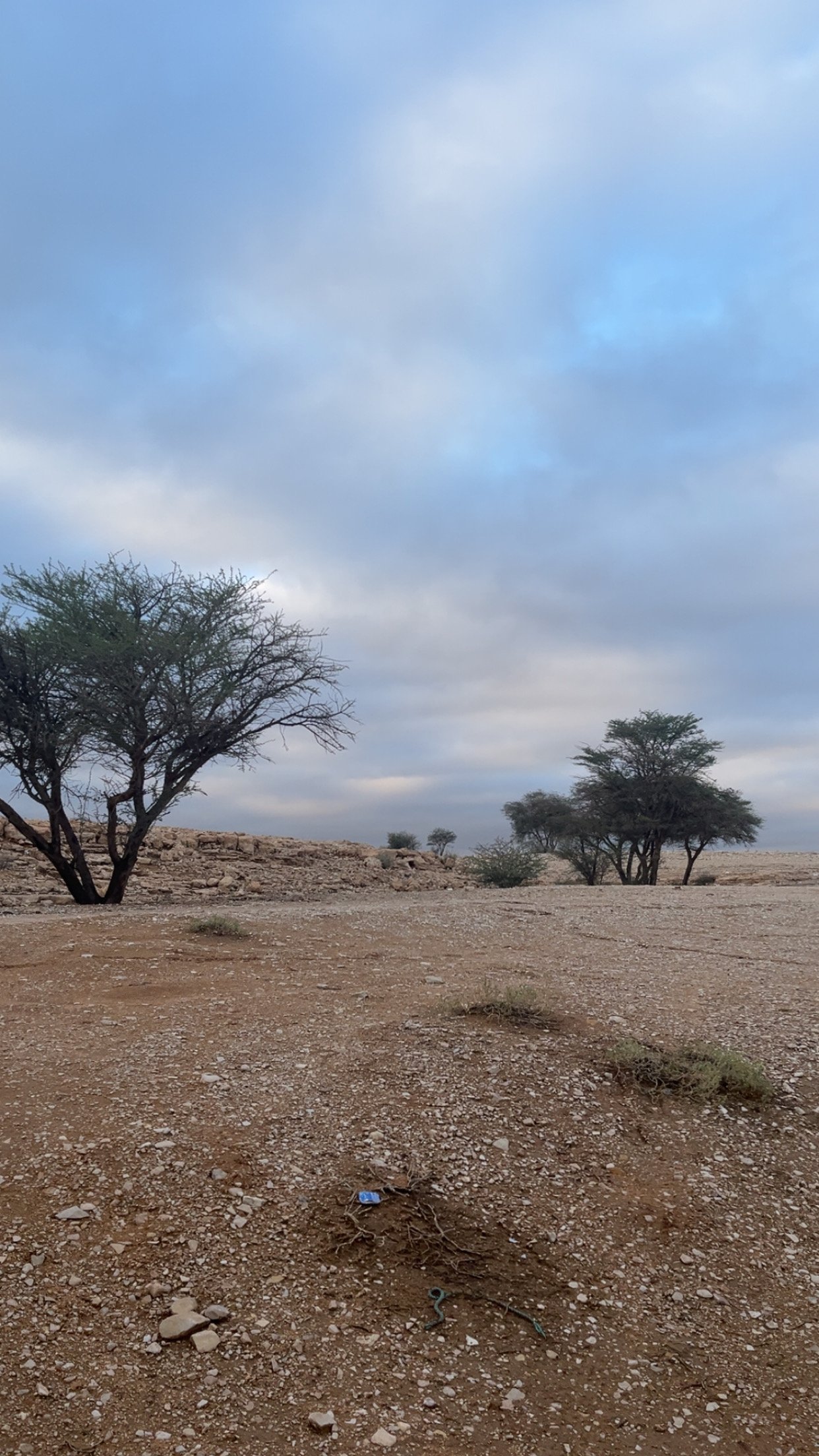 فاطمه سعود