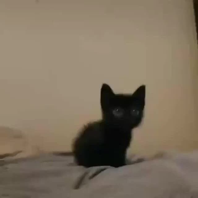 لجين الزهراني
