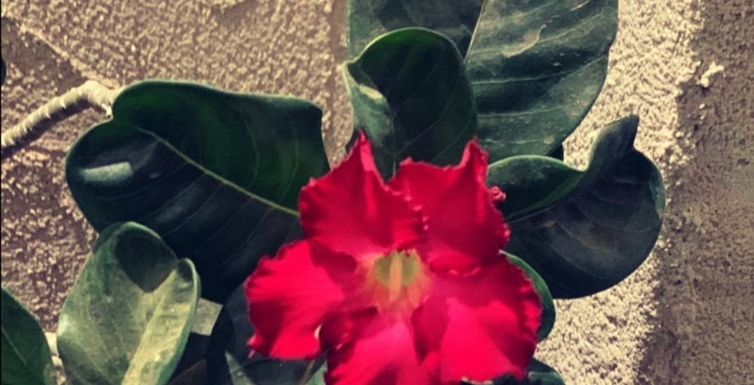 صابرين 