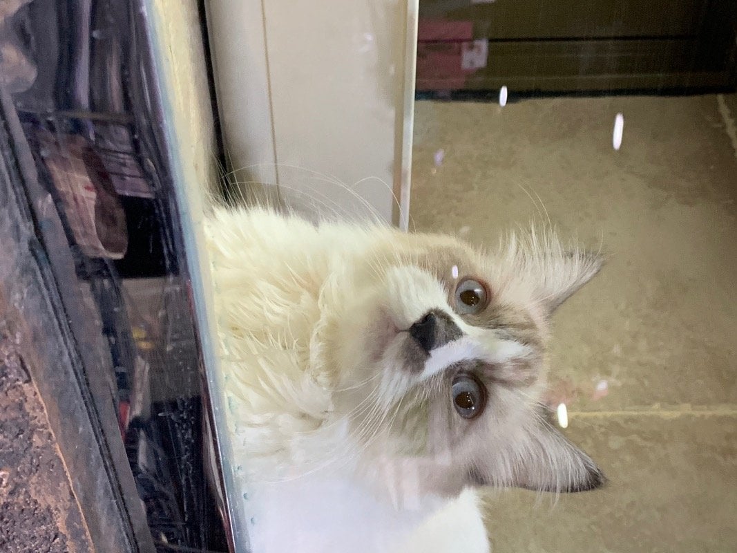 هدى عوض العنزي