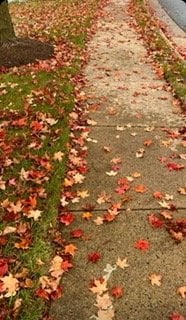 عبير الصالح