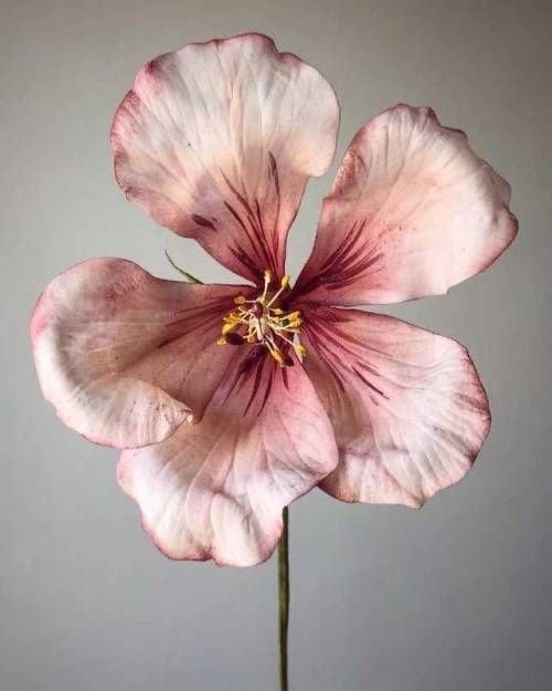 مضاوي المحيسن