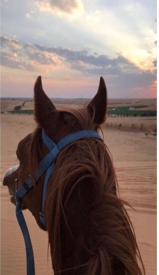 خلود 