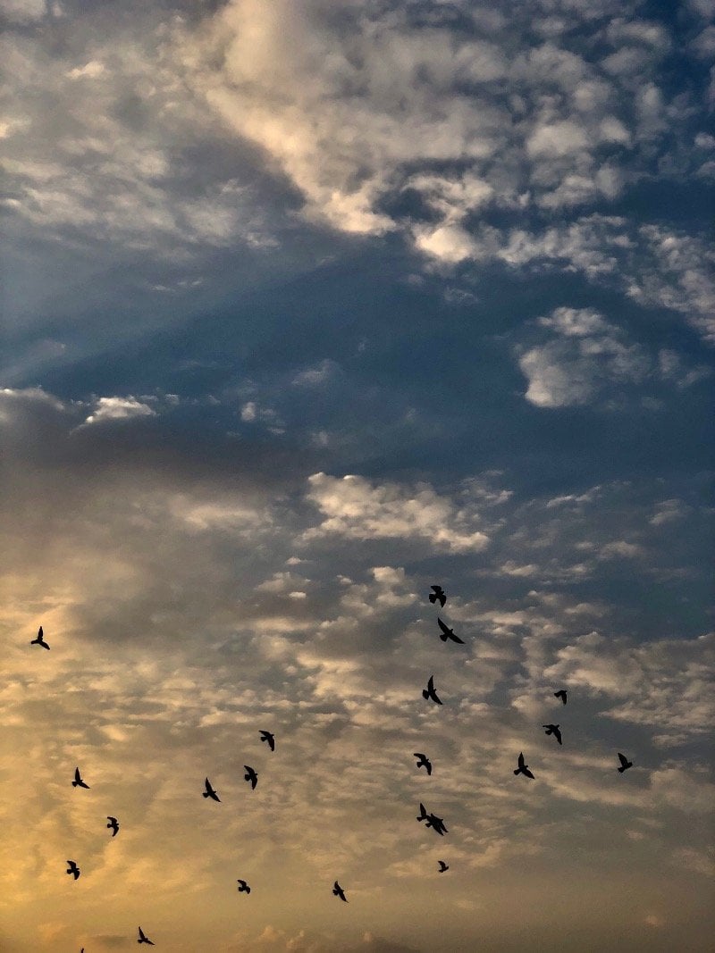 نوال العمري
