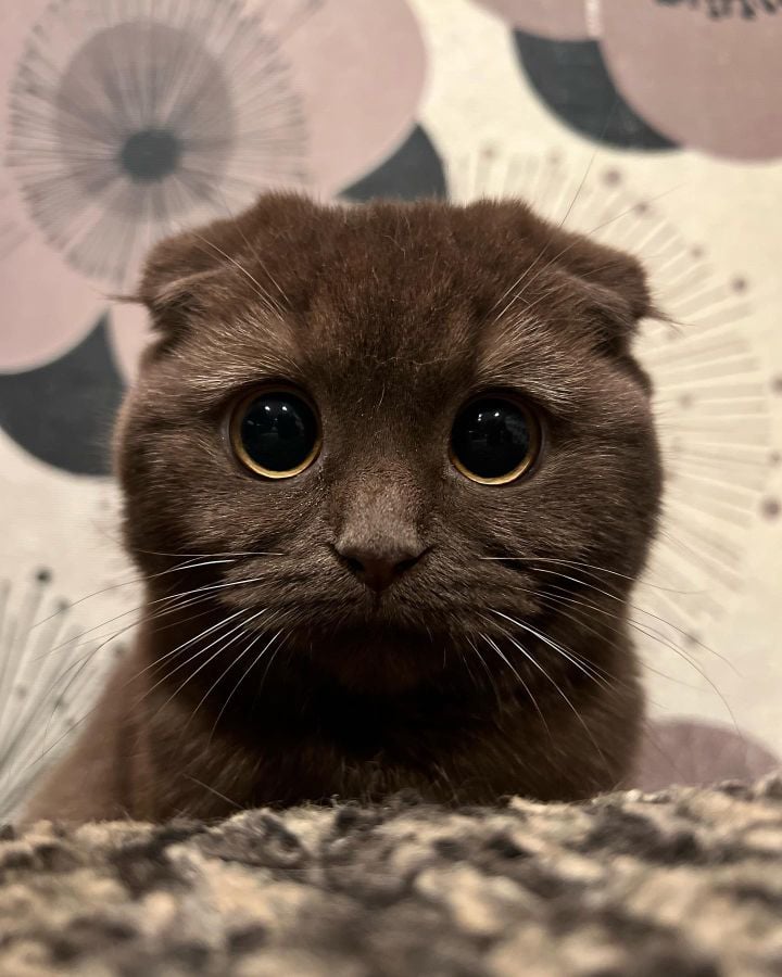 محمد صهلولي