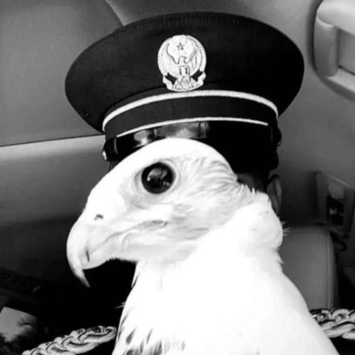 محمد الرويلي