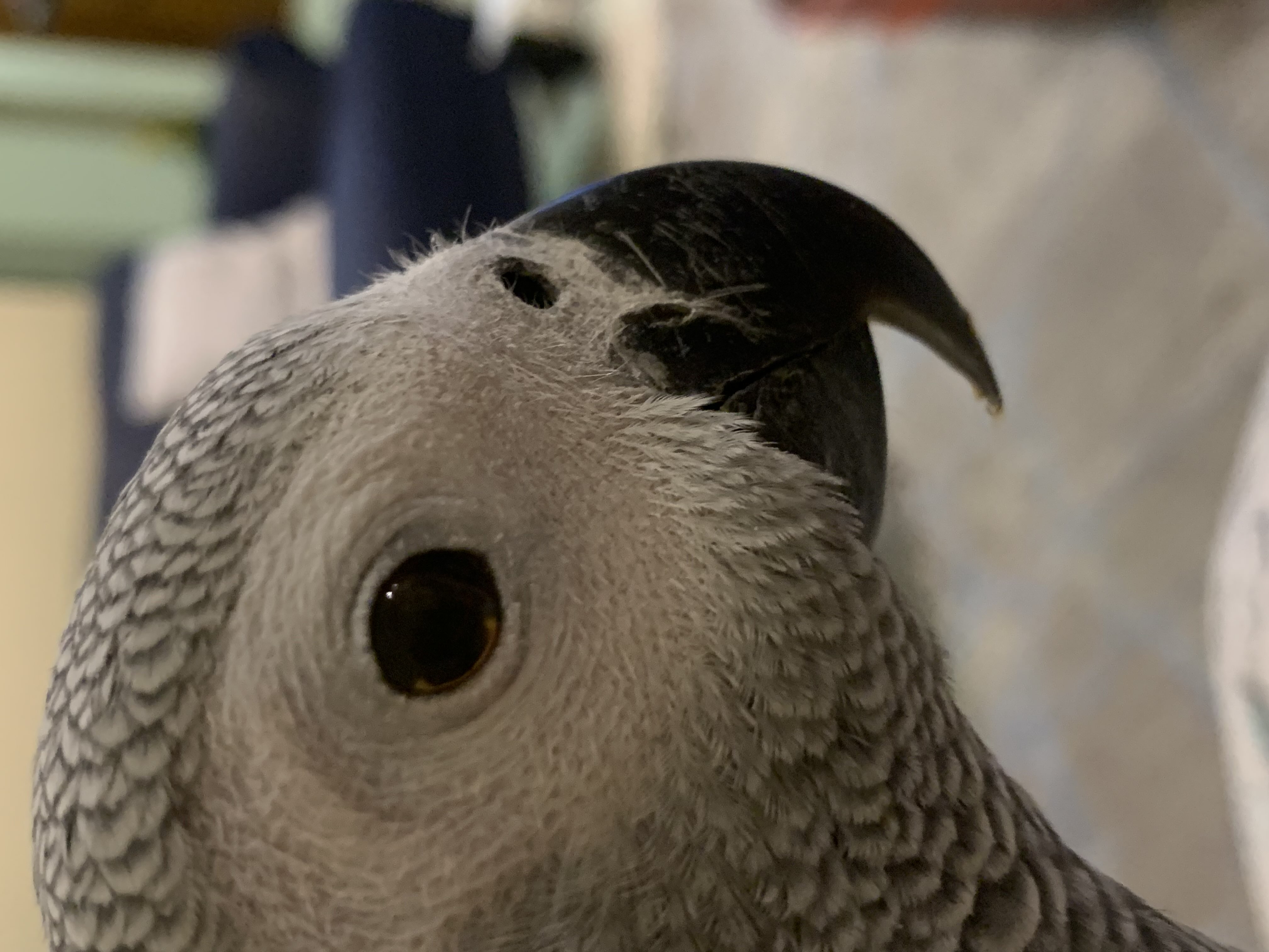 علياء فرحان الرويلي