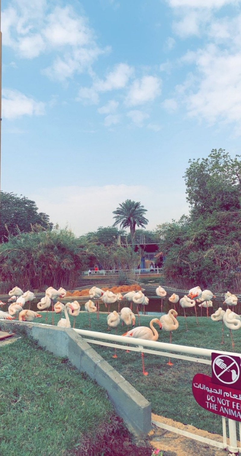 ميمونه صالح