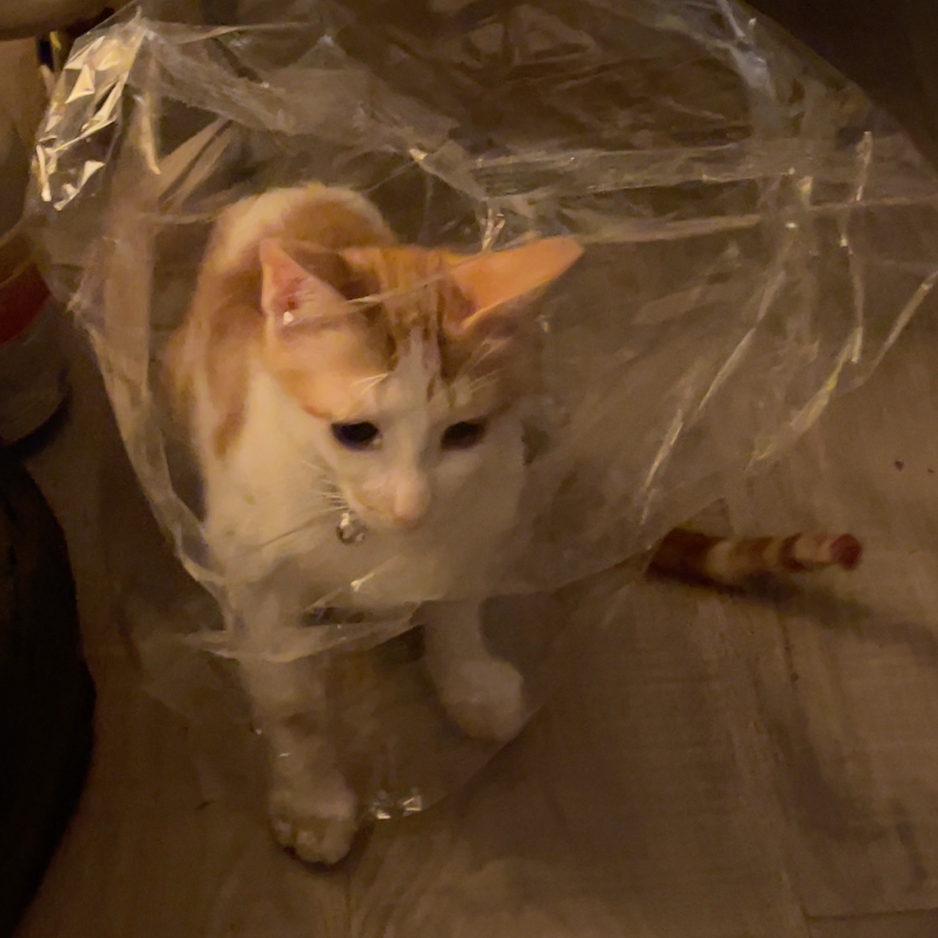 شيماء الزايد