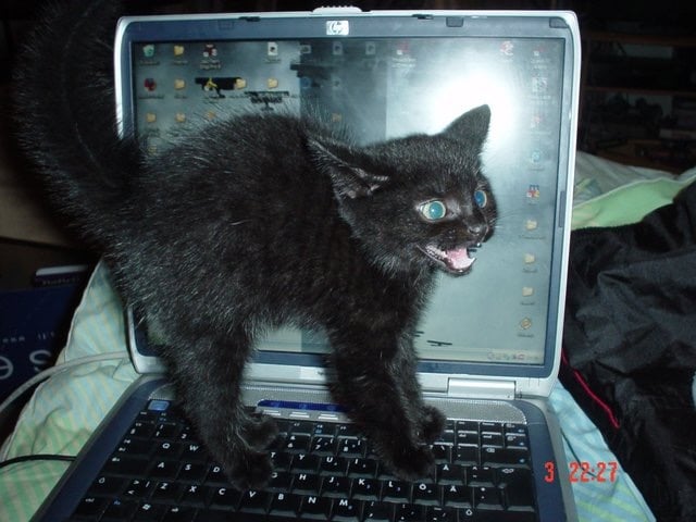 غدير الغامدي