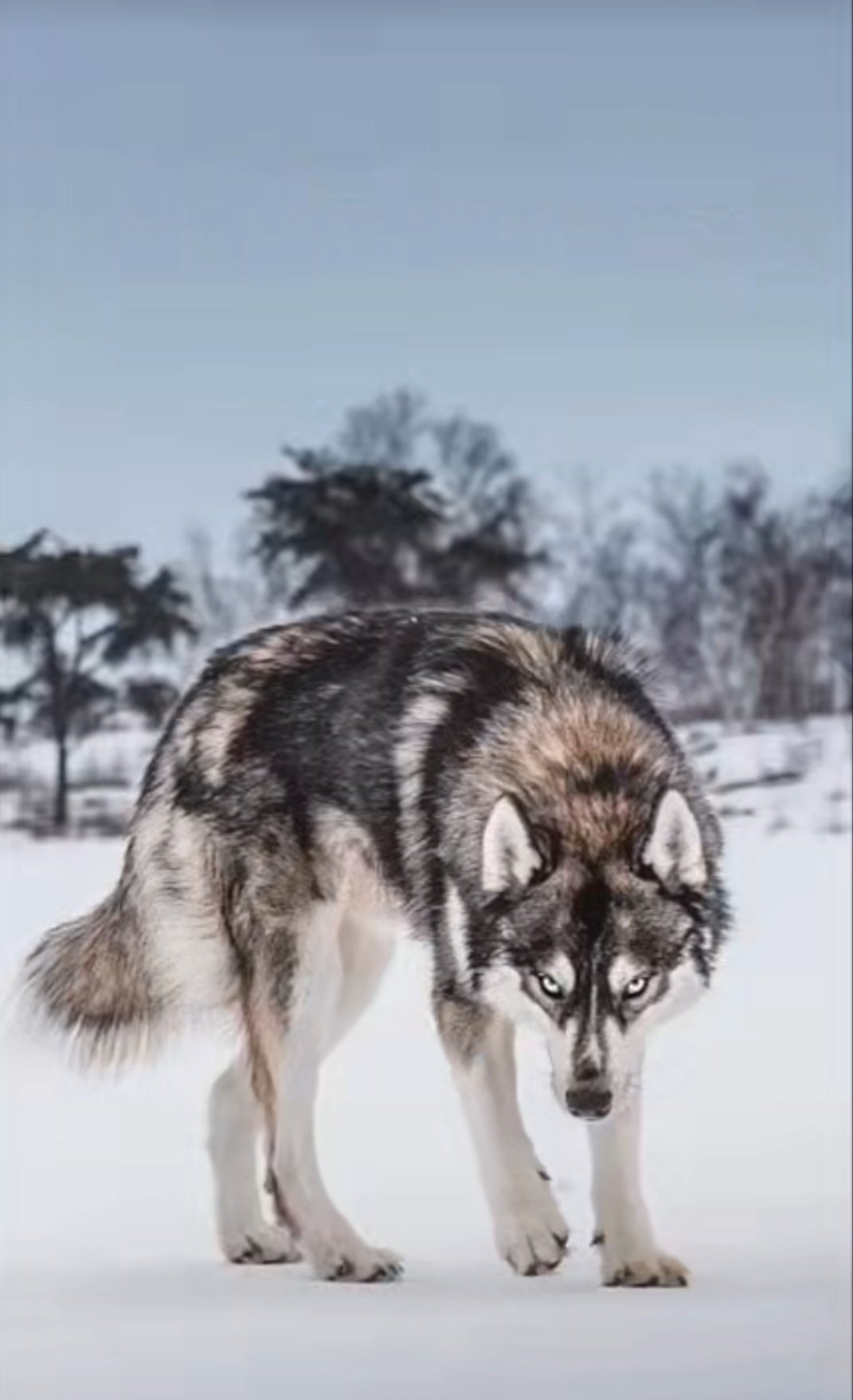 محمد القحطاني
