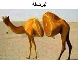 رائد العمري