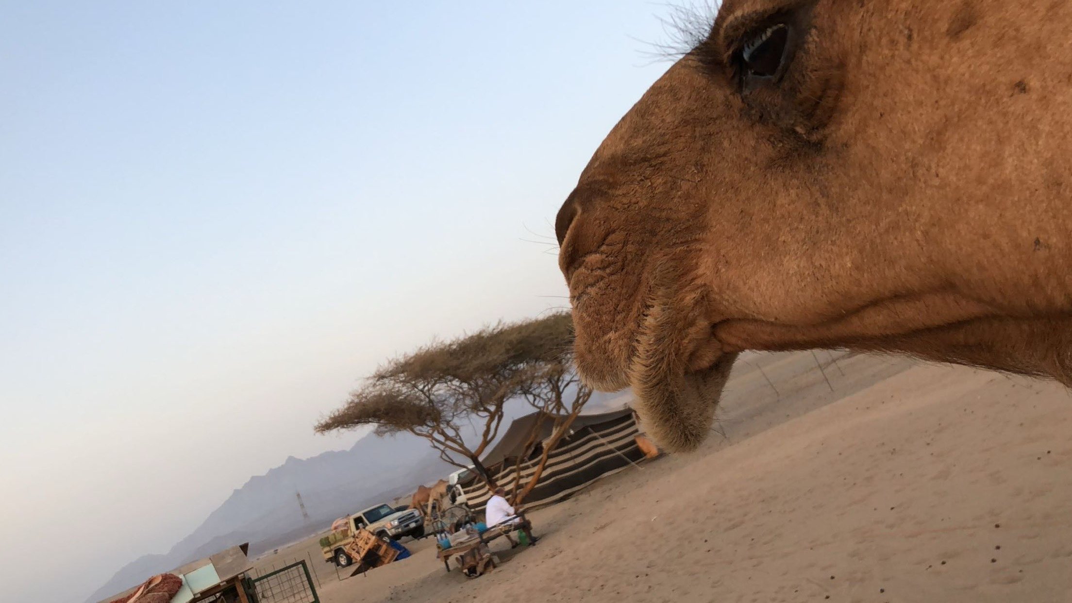 اديب المزروعي