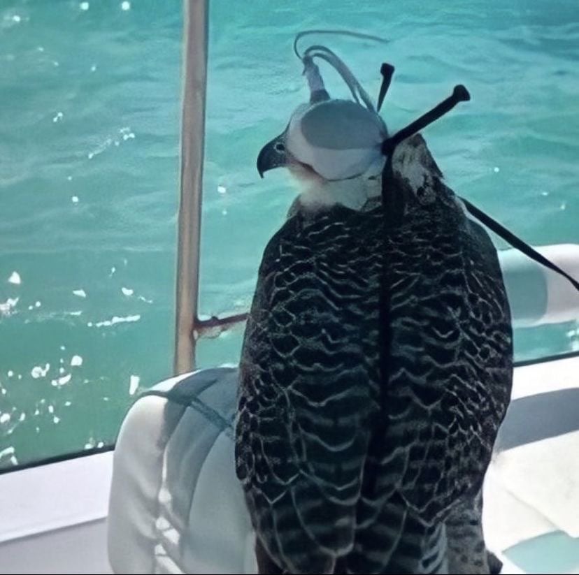 علوى عبدالرحمن