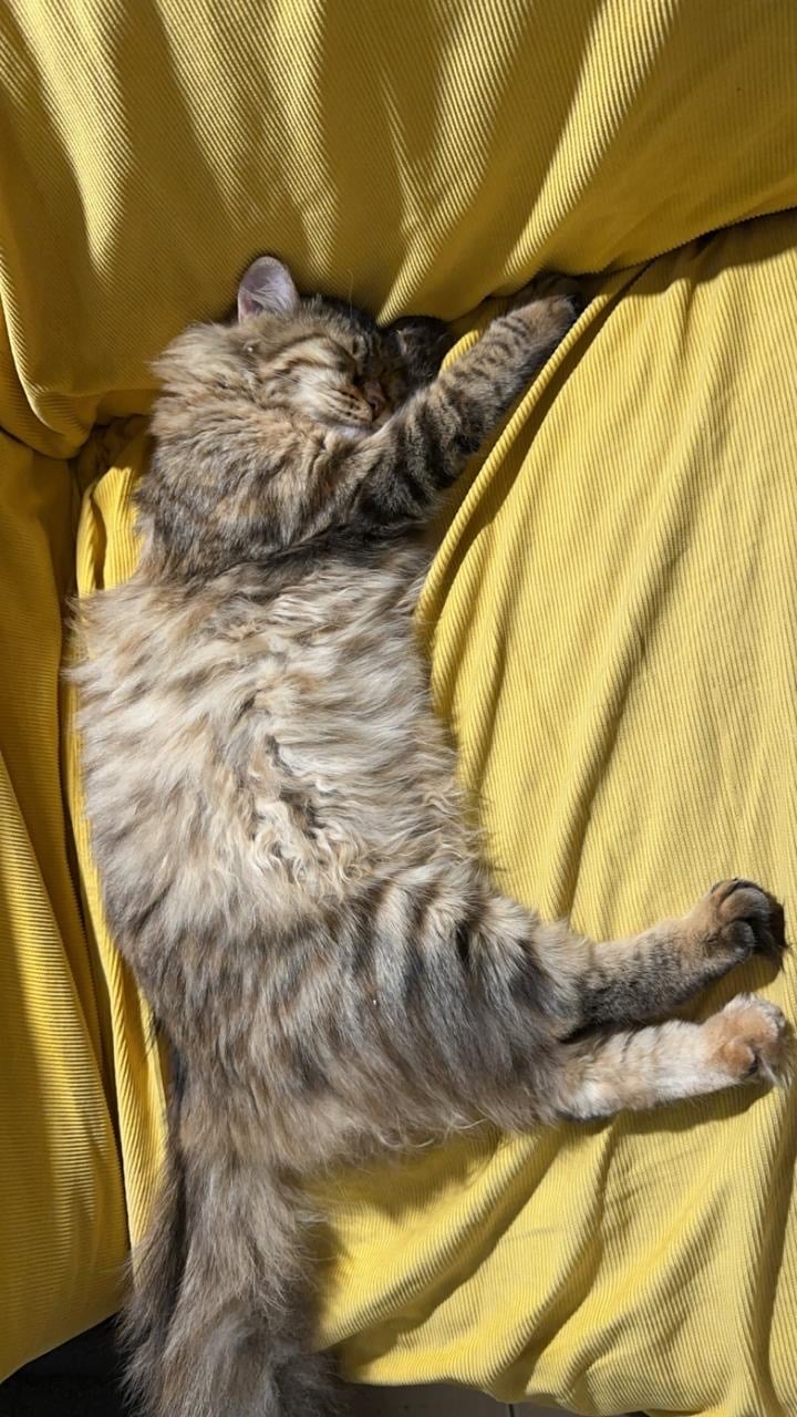 عبدالله عمر