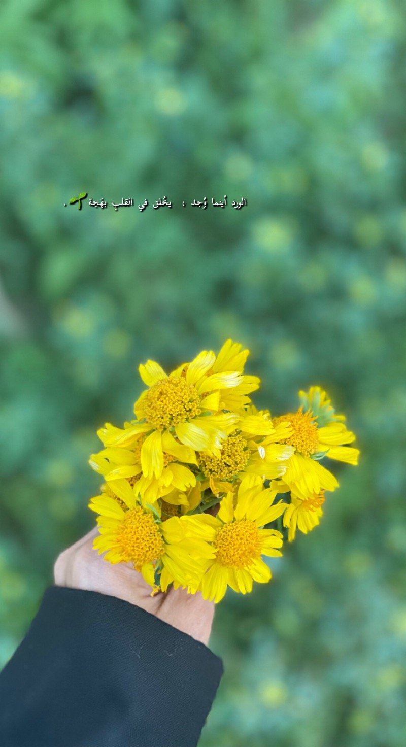 ساره العلياني