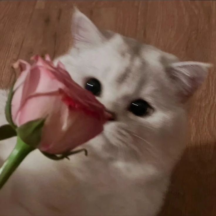 فاطمة النخلي