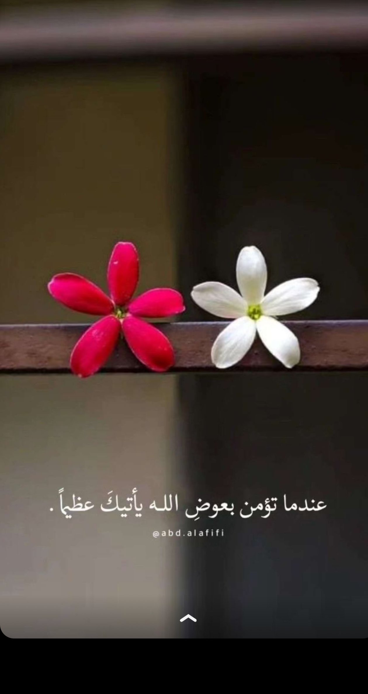 ام سدن ربيع