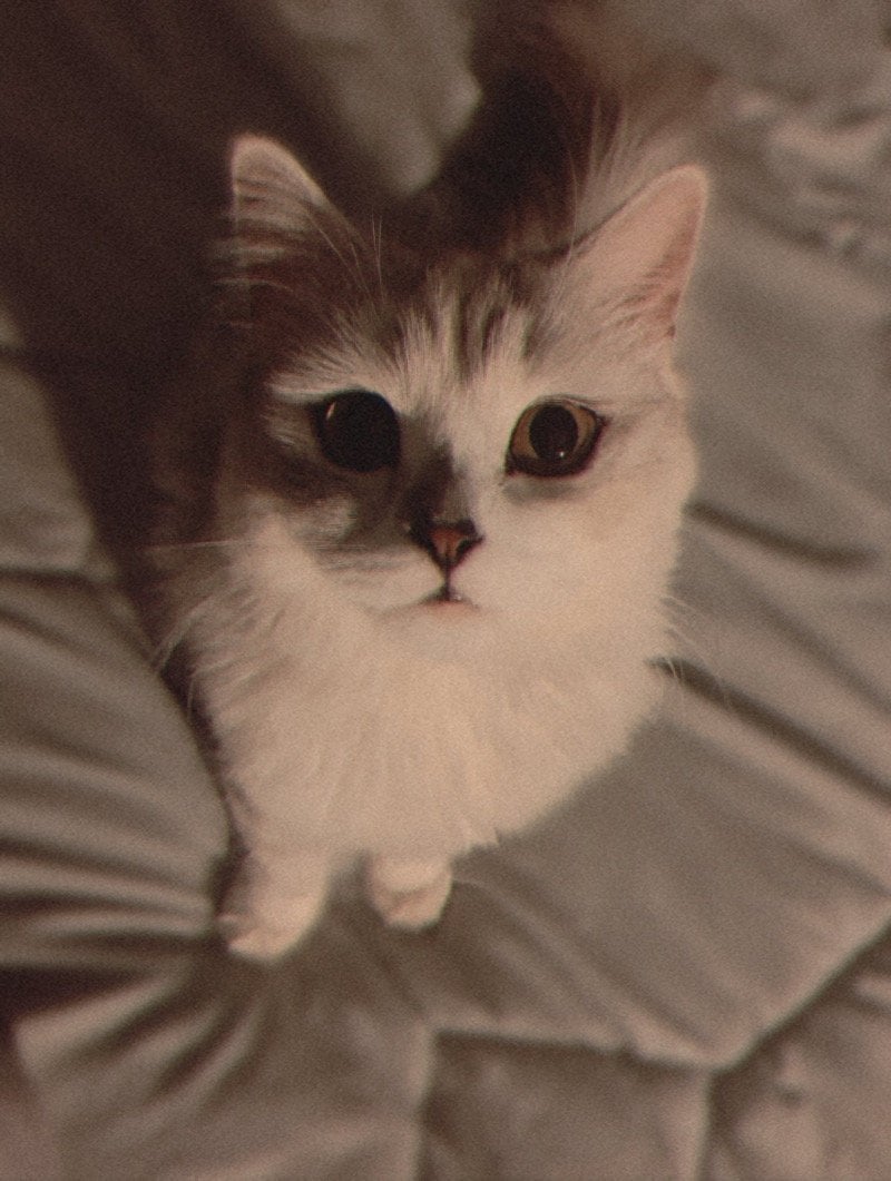 فاتن البلوي