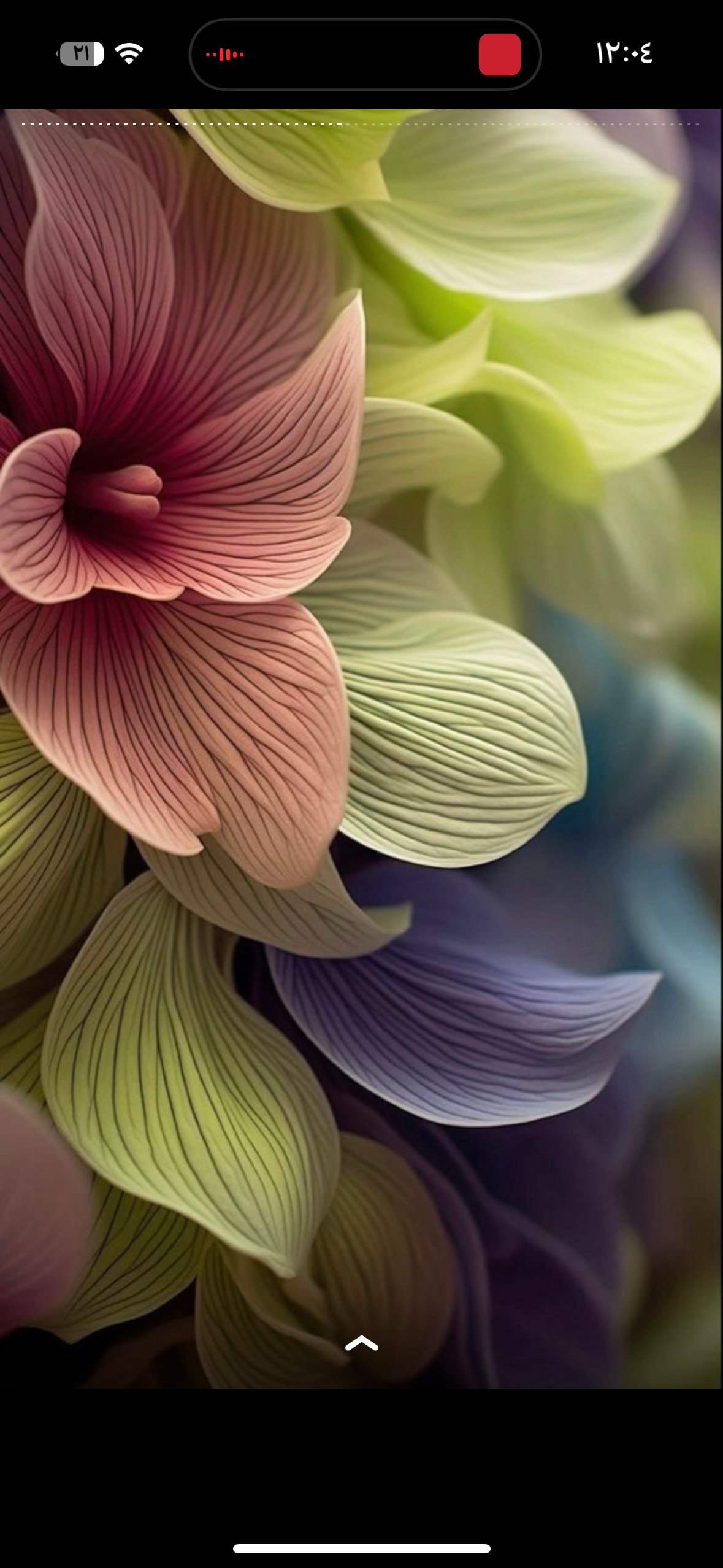 نجود القرشي