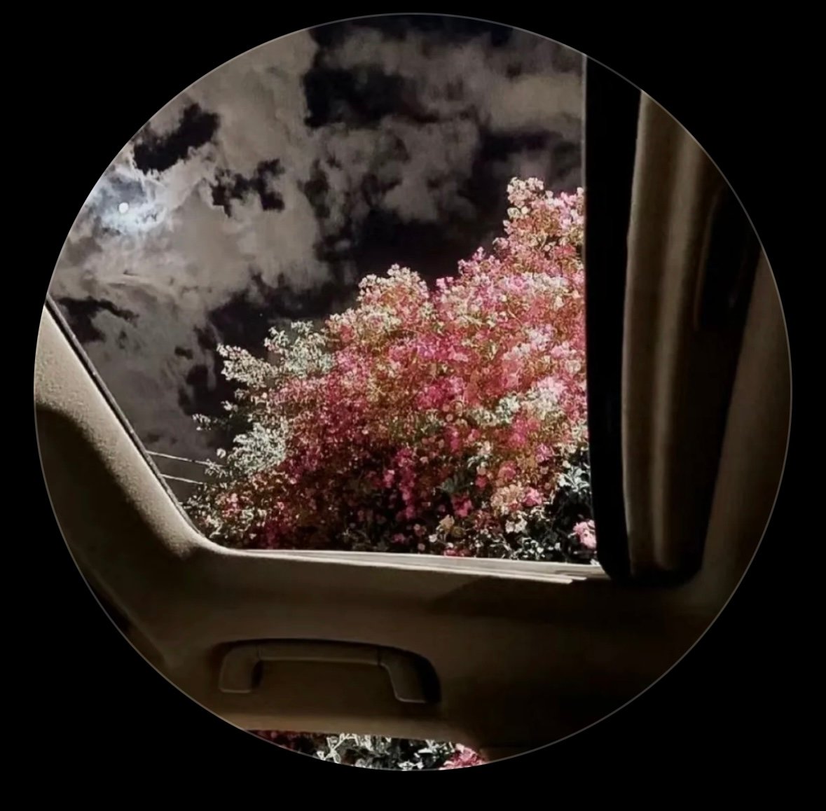 ديالا القحطاني