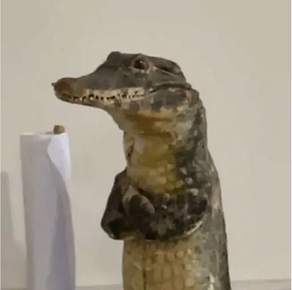 امل 