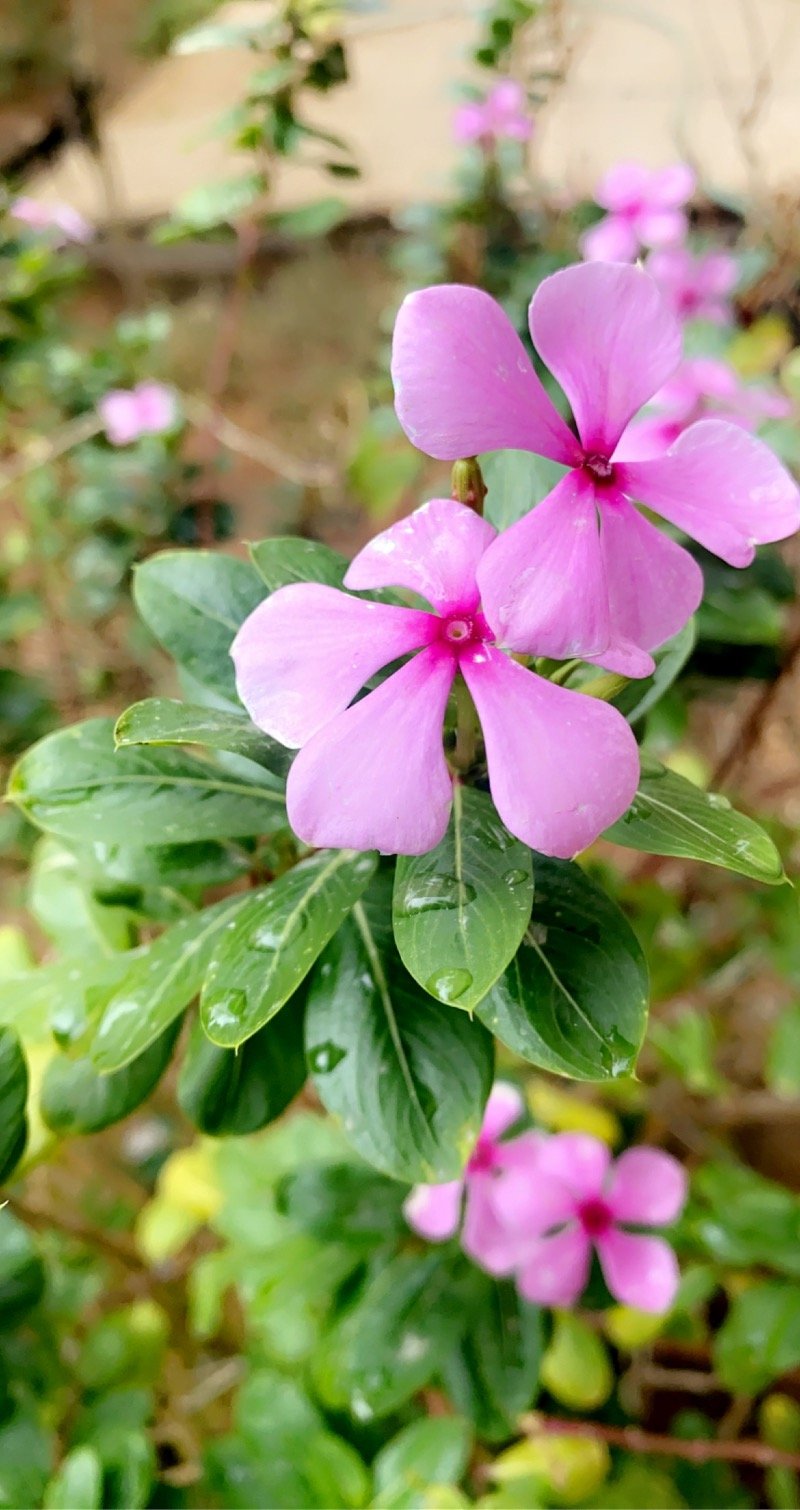 فاطمه الغامدي