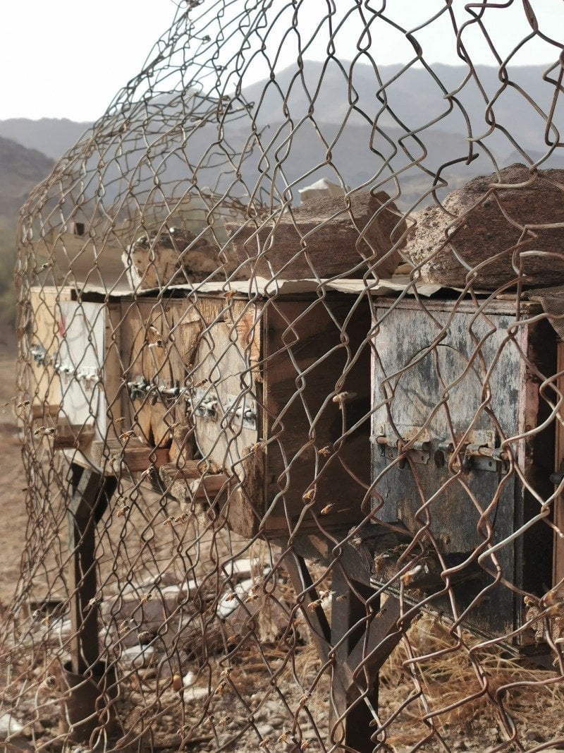 حسن المنتشري