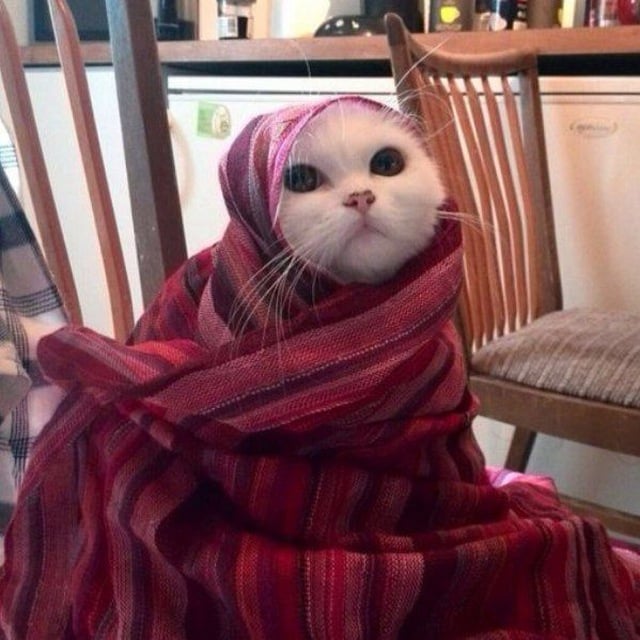 شهد بندر