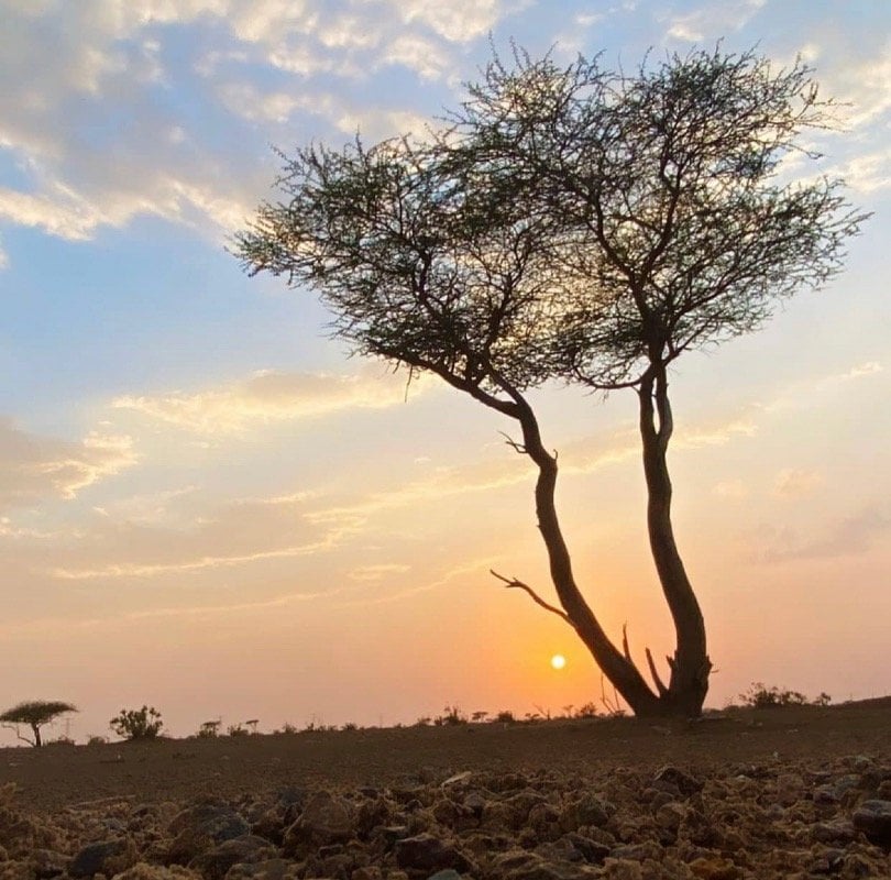 سعد العتيبي