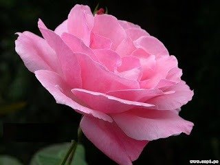 نوره الشهراني