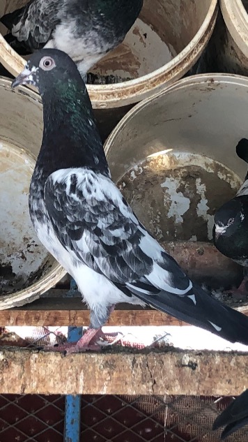 احمد العمودي