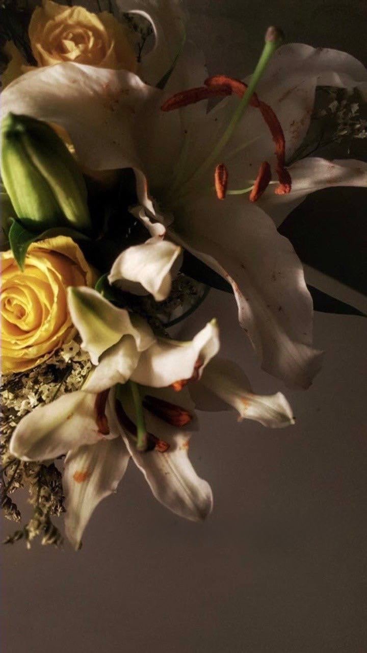 امل الصليبي