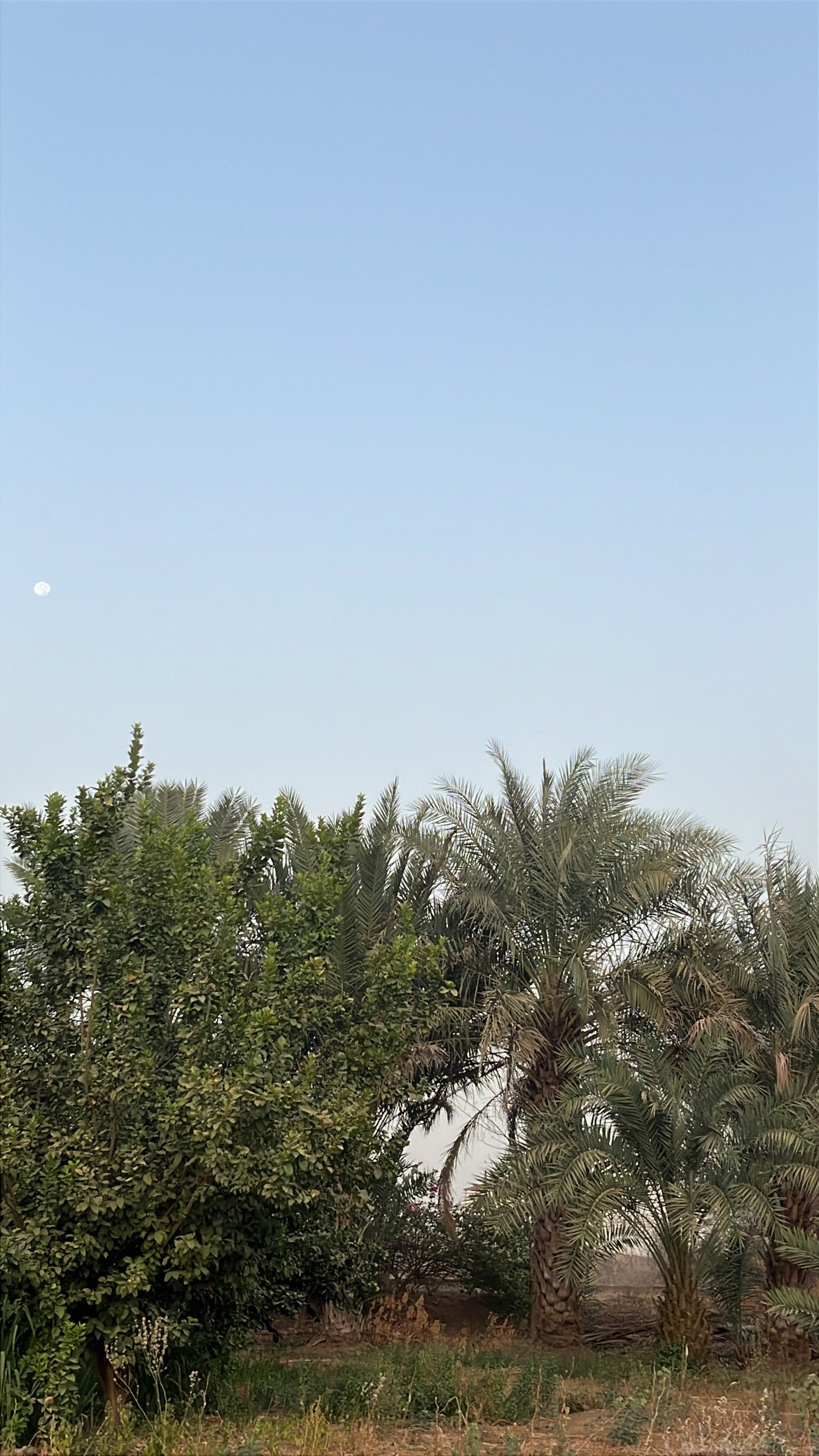 علي البارقي