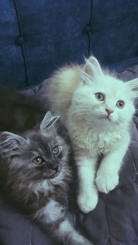 حسان المهدي