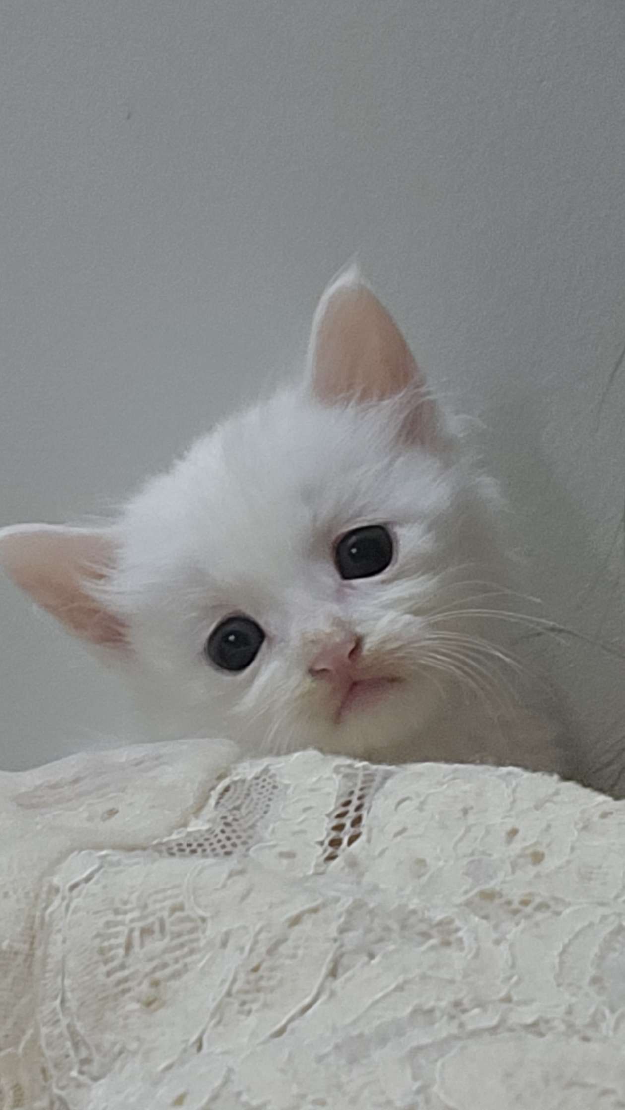 هبه 