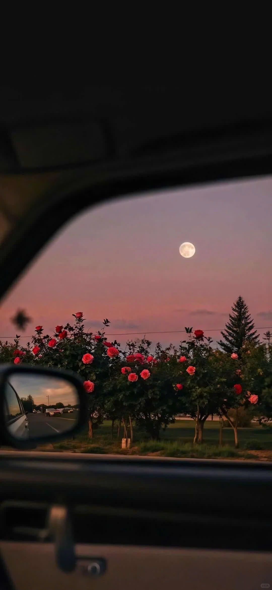 ريمــاس علي