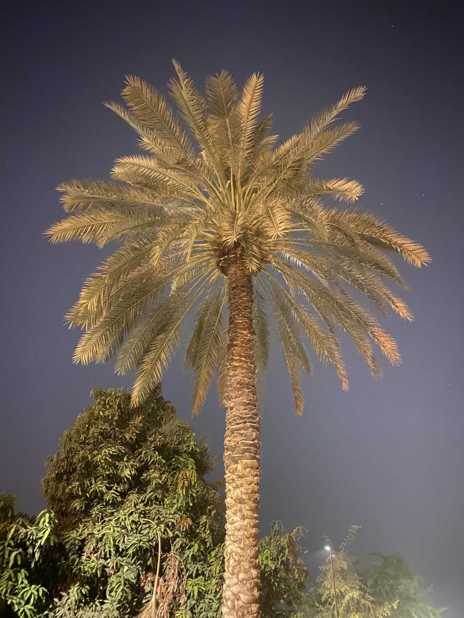 حمد ال صلاح