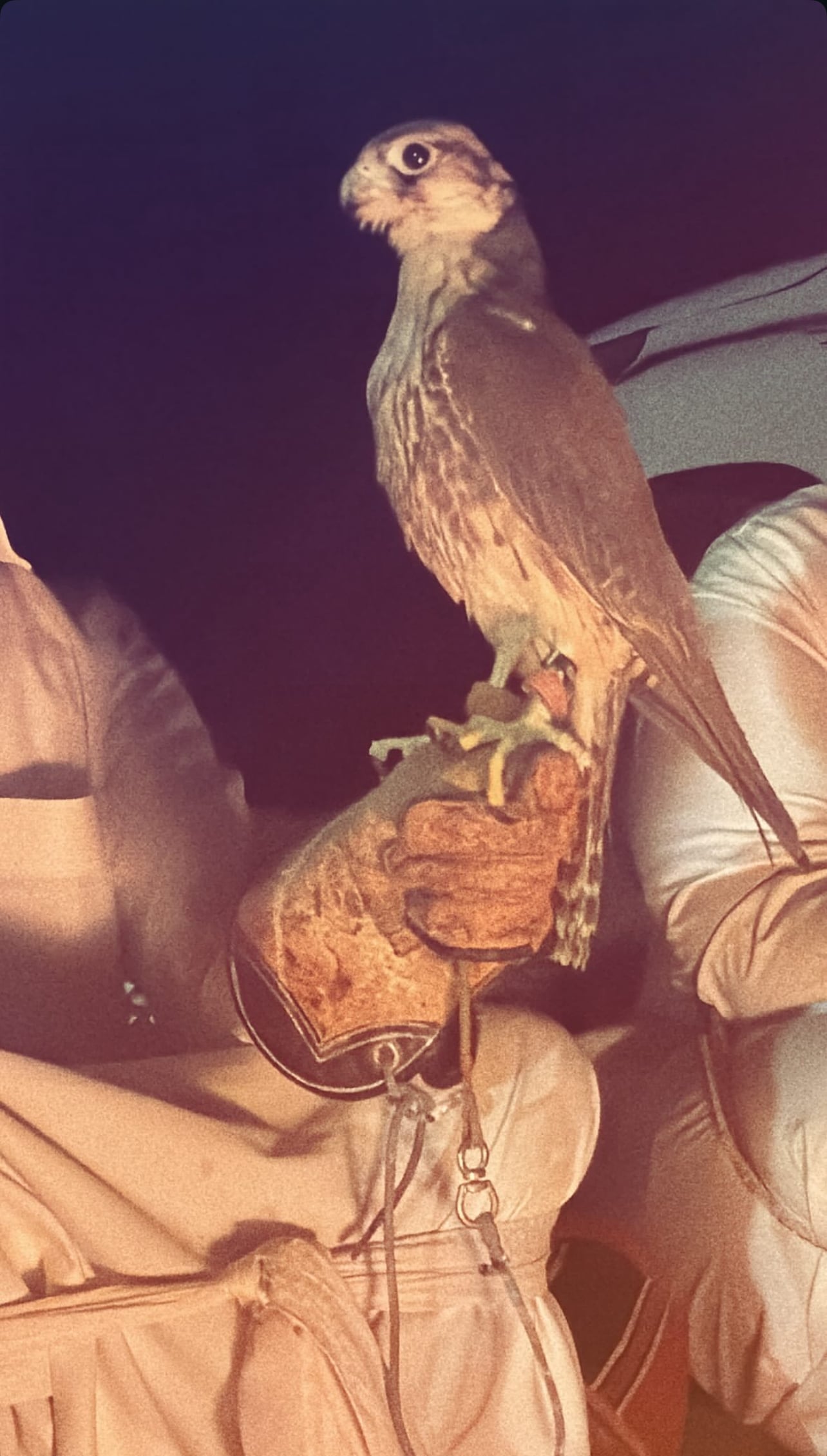 فهد محمد