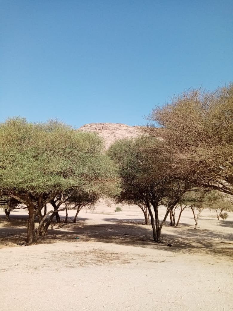 سالم الحربي 