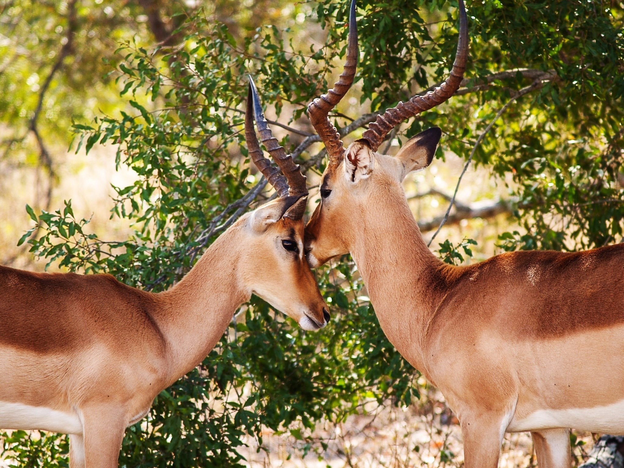 حسن الصائغ
