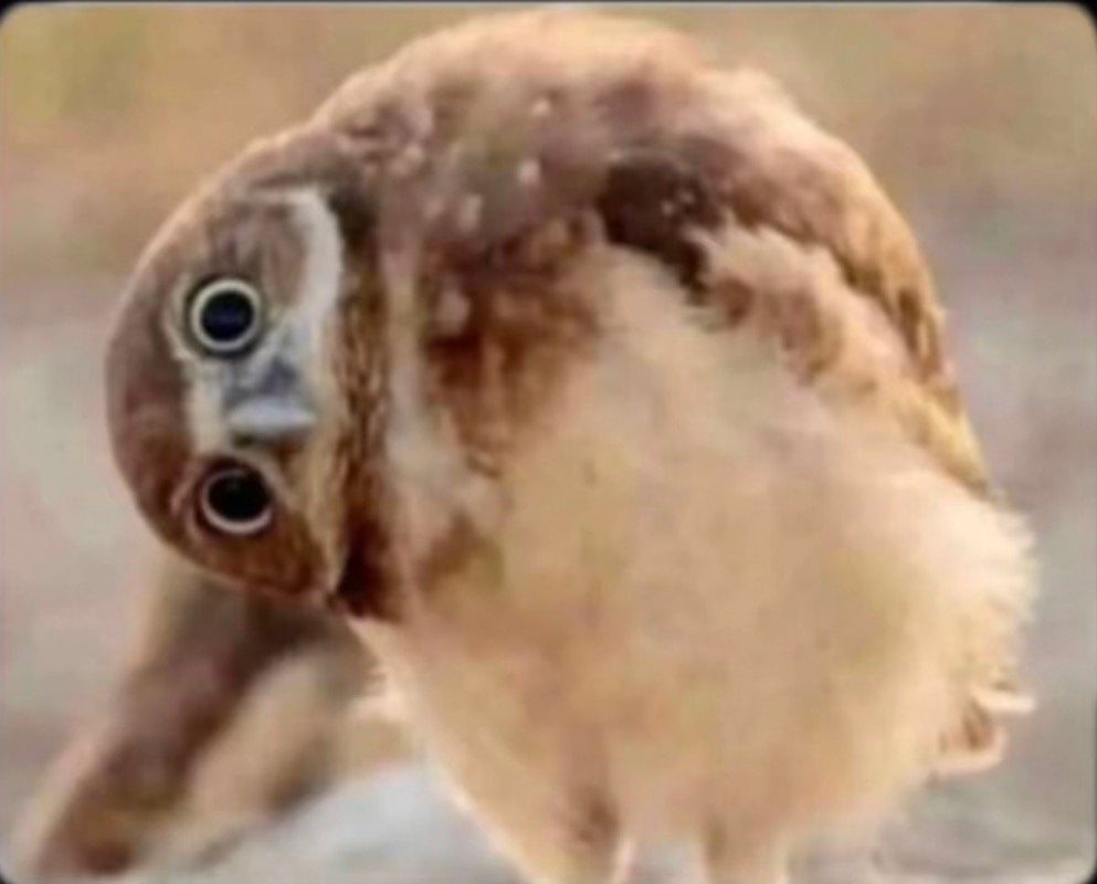 حسن العمري