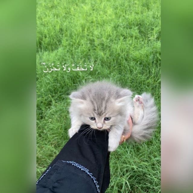 موضي مجممي