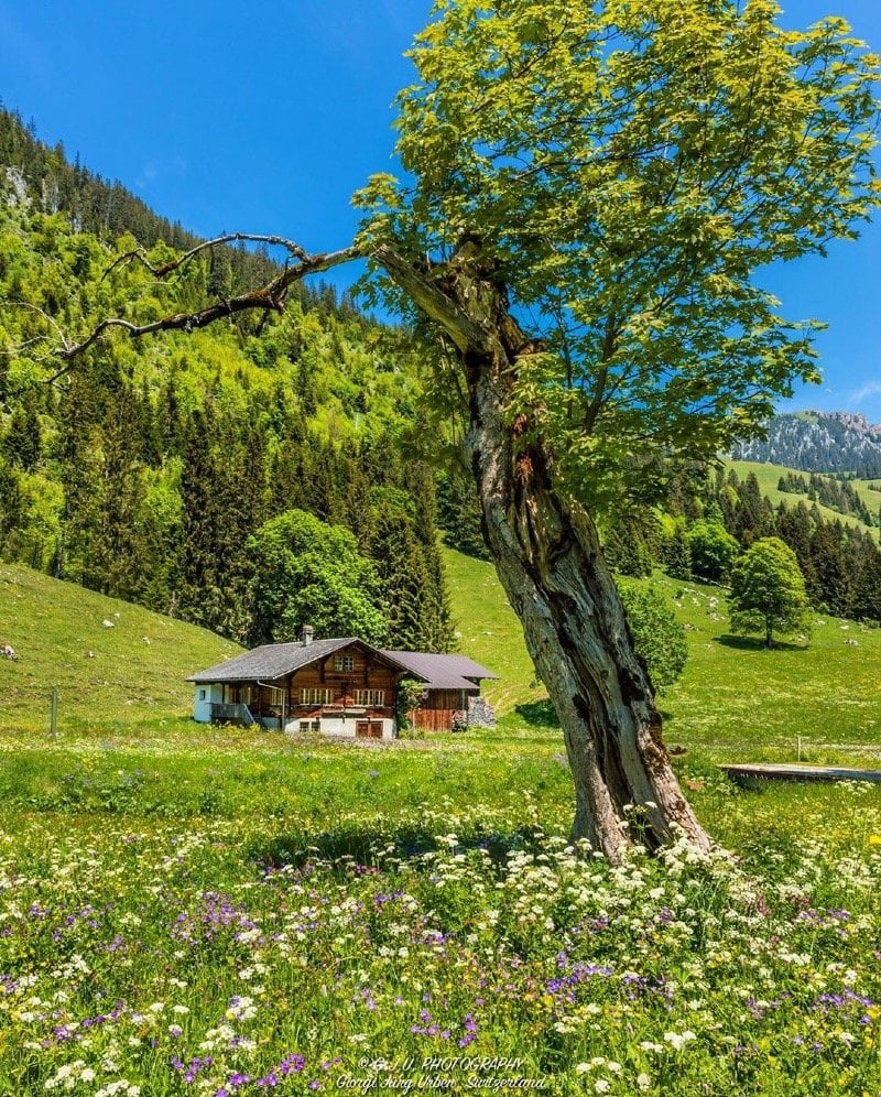 علي محمد الدريوشي